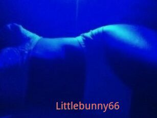 Littlebunny66