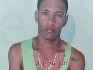 Male_stallion