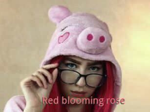 Red_blooming_rose