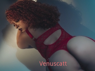 Venuscatt